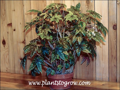 Begonia wollnyi
